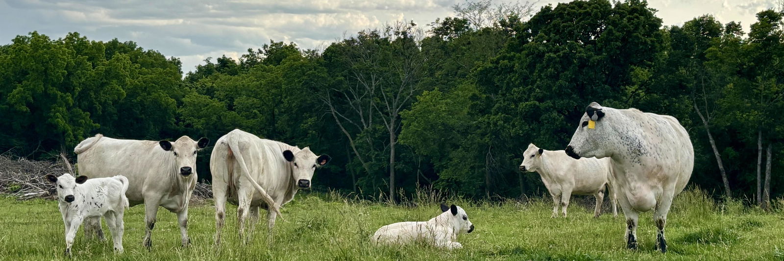 Heidi profile cover image