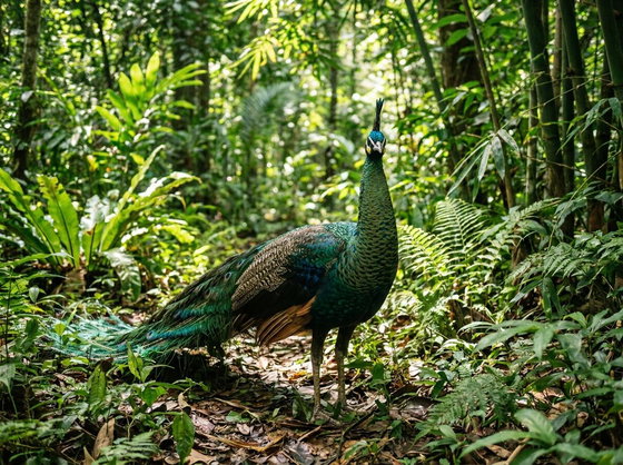 Green Peafowl