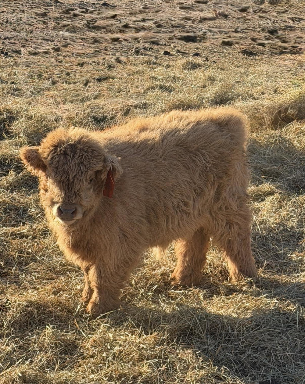A Peculiar Farm Thing, photo 2