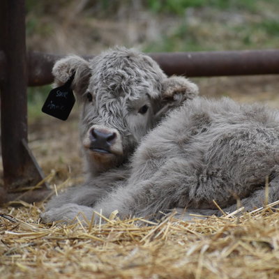 Chelse L Krueger profile picture