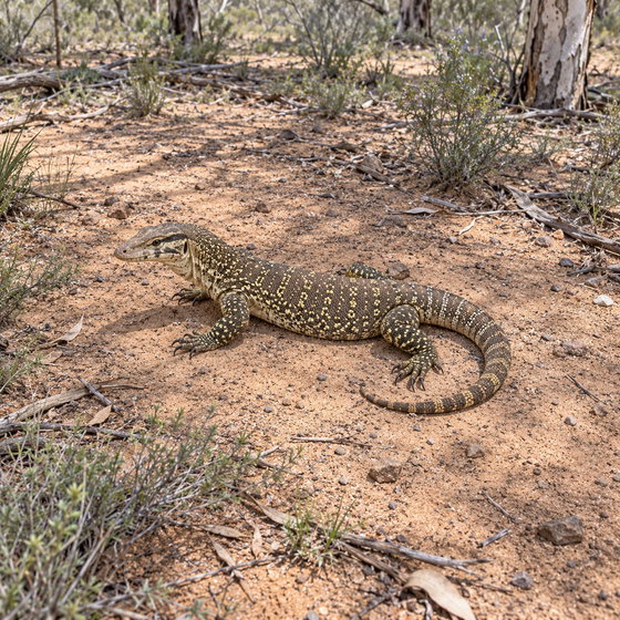 sand monitor