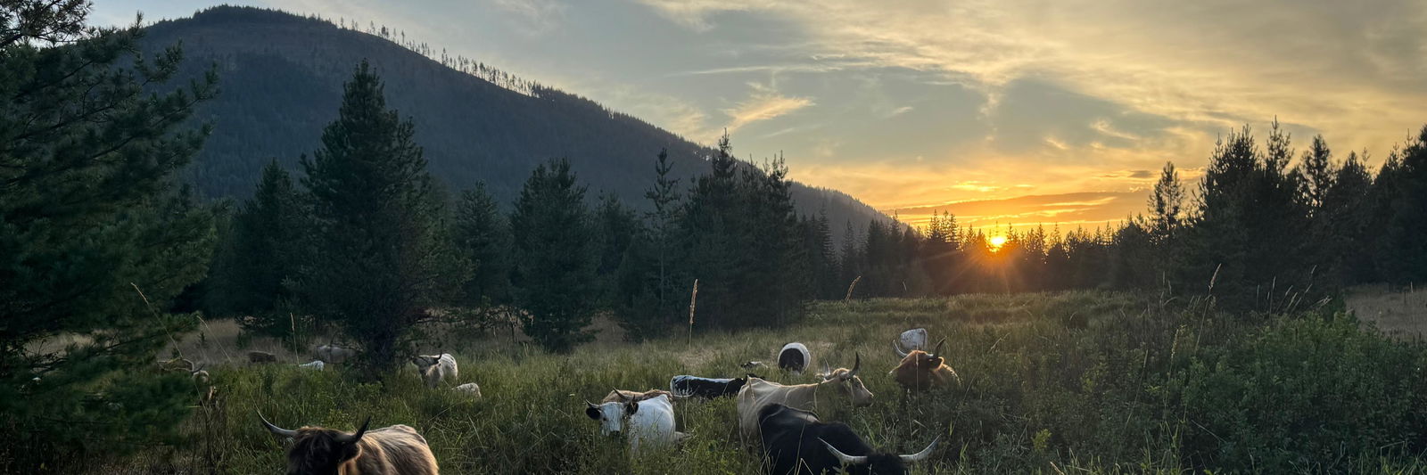 S&S Miniature Highlands profile cover image