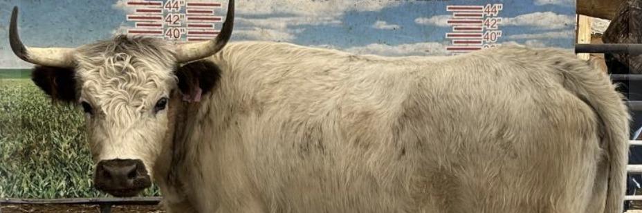 P 57 Cruella profile cover image