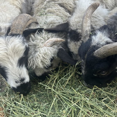 Valais starter herd profile picture