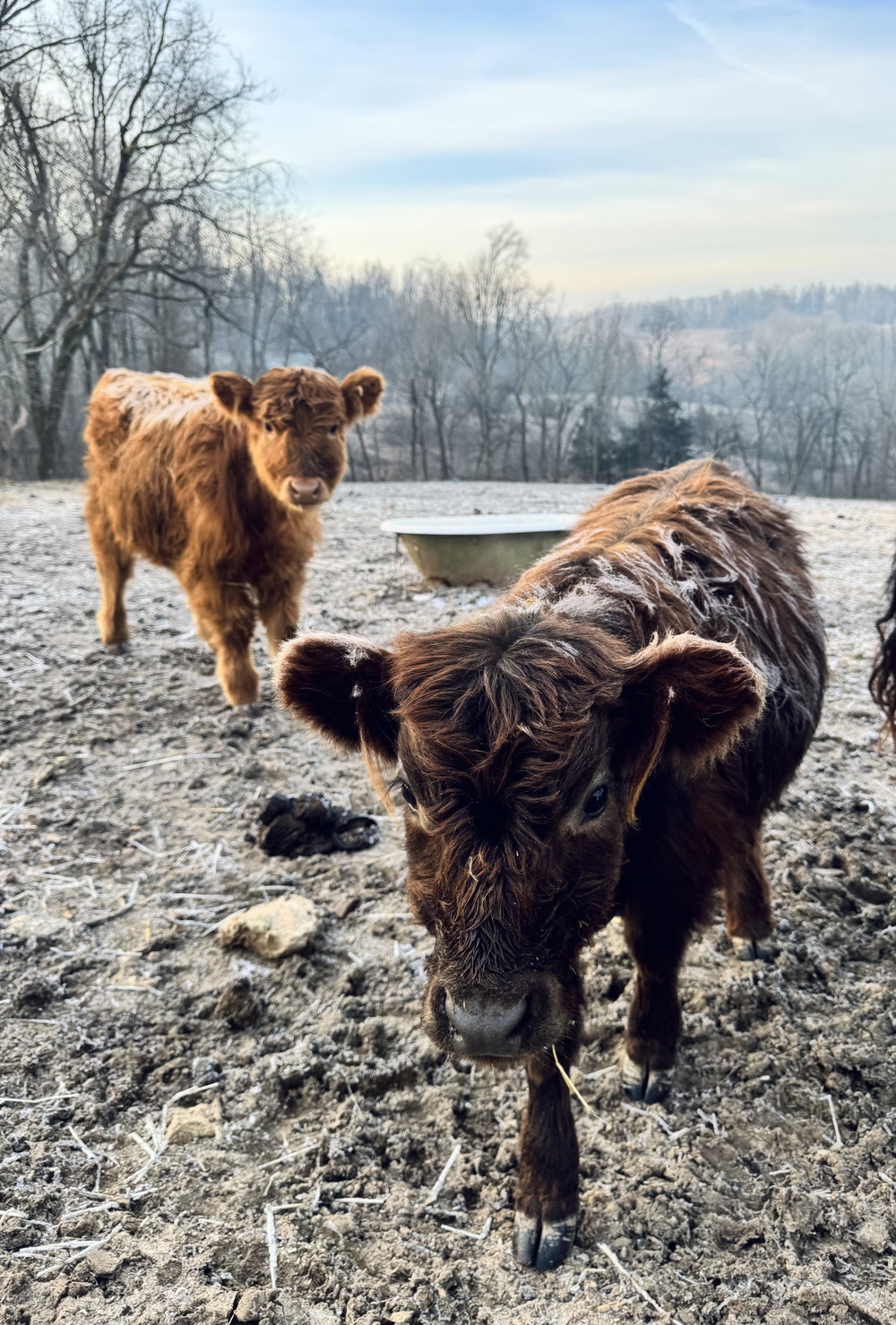 Howdy 🤠, photo 5