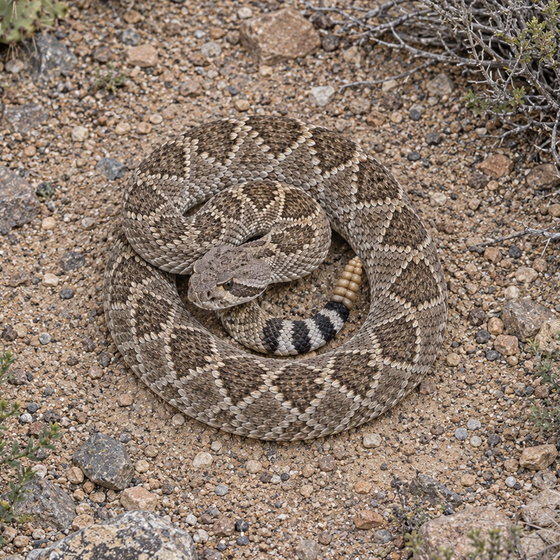 western diamond-backed rattlesnake