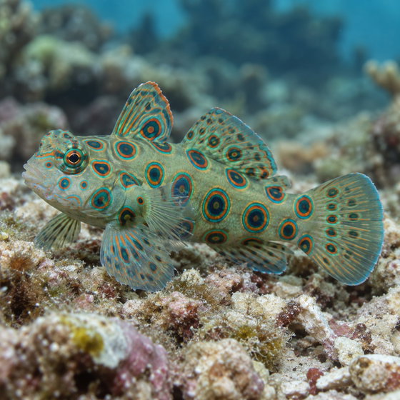 picturesque dragonet