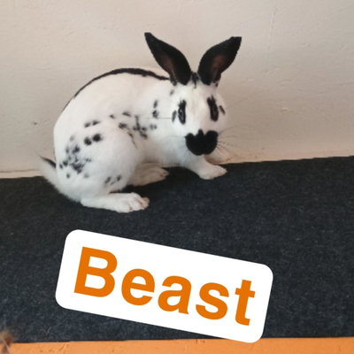 Beast profile picture