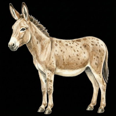 Offspring Male (0.5 Y/o) profile picture