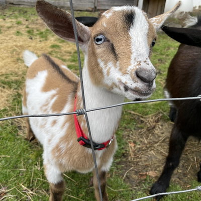 Chester profile picture