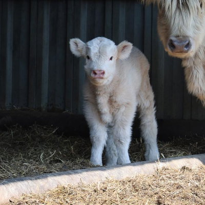 Magnolia profile picture