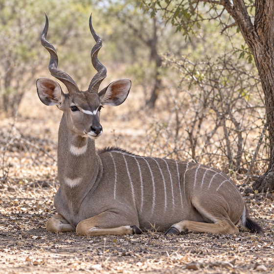 lesser kudu