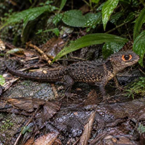red-eyed crocodile skink