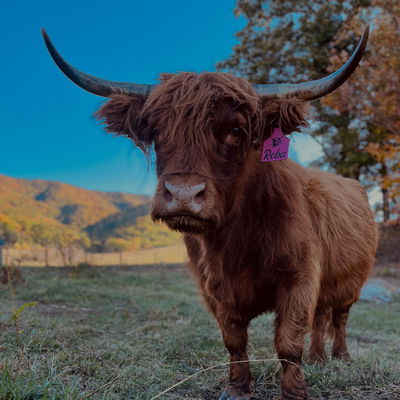 Reba profile picture