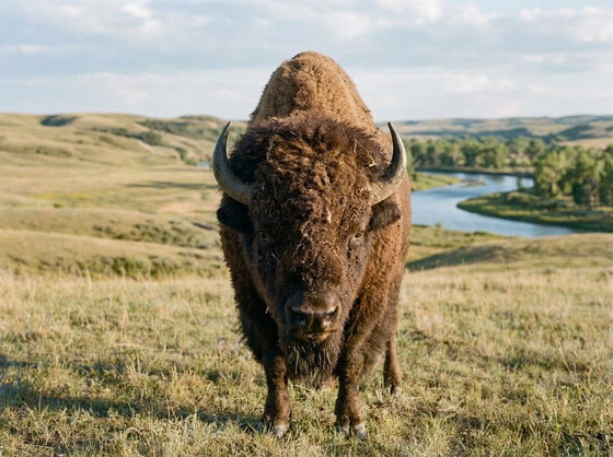 American bison