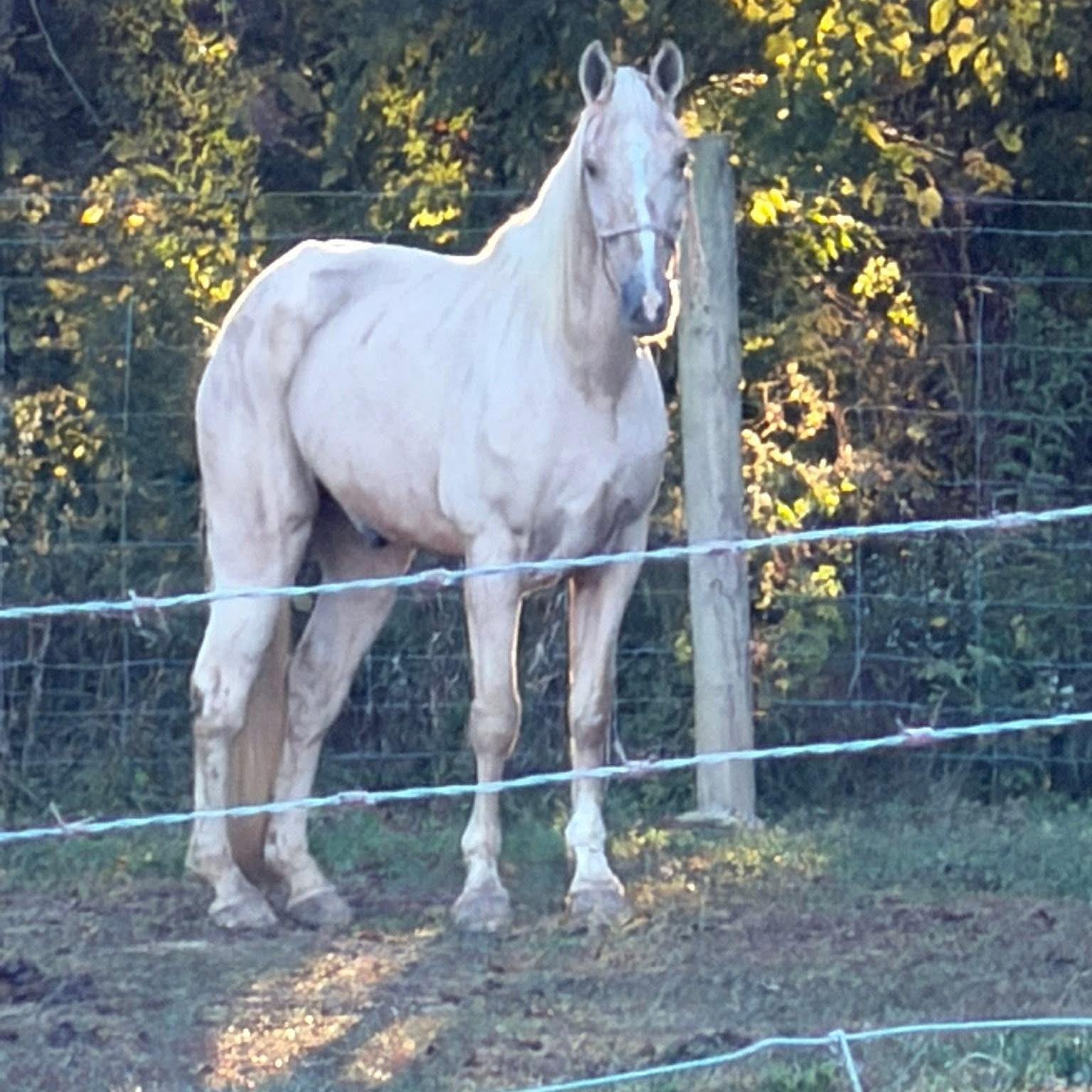 Sundance (Sunny)