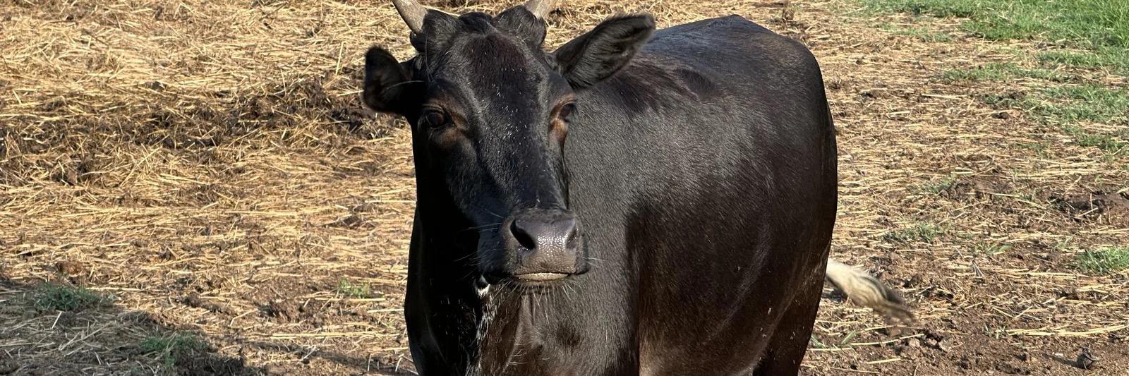 RBR Dora profile cover image