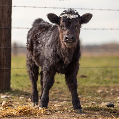 Mesa profile picture