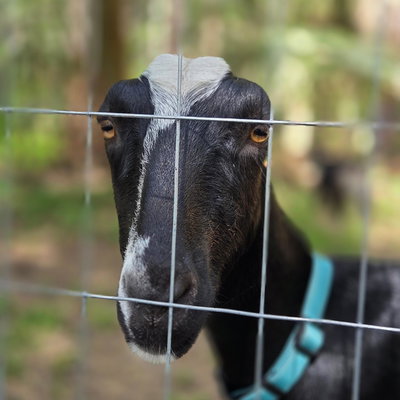 The Gunpowder (Belle) profile picture
