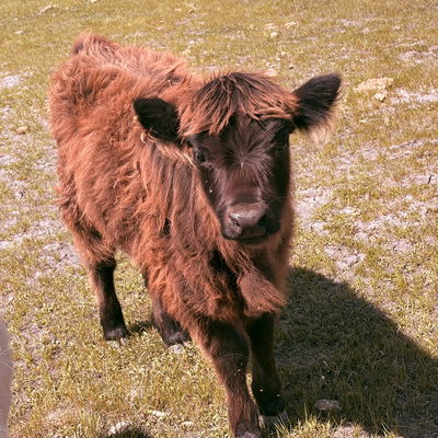 Cinderella Rupich profile picture