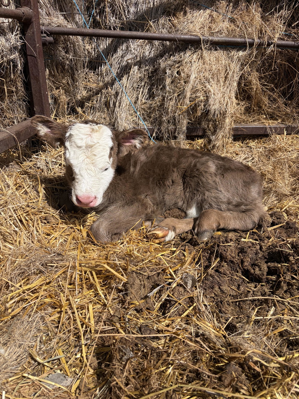 BB Loretta, photo 7