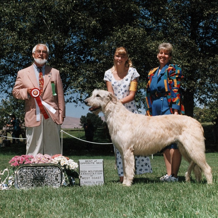 Carroy Irish Wolfhounds profile picture