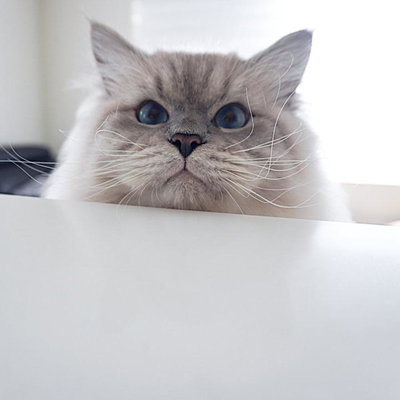 Kenzo profile picture