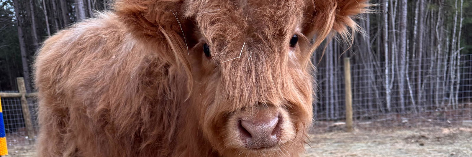 Beau profile cover image