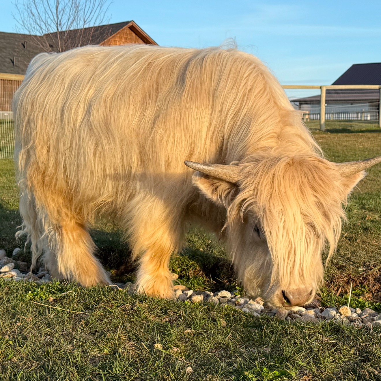 Montana Mini Cattle profile picture