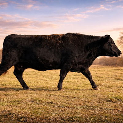 Clover profile picture