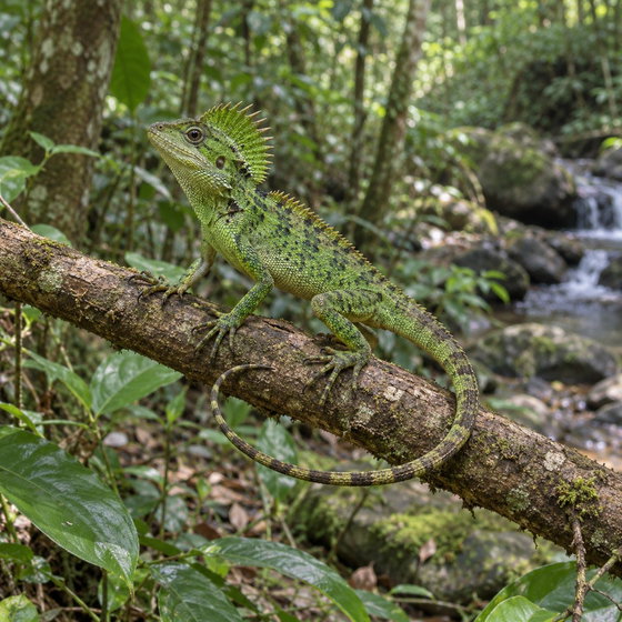 green pricklenape