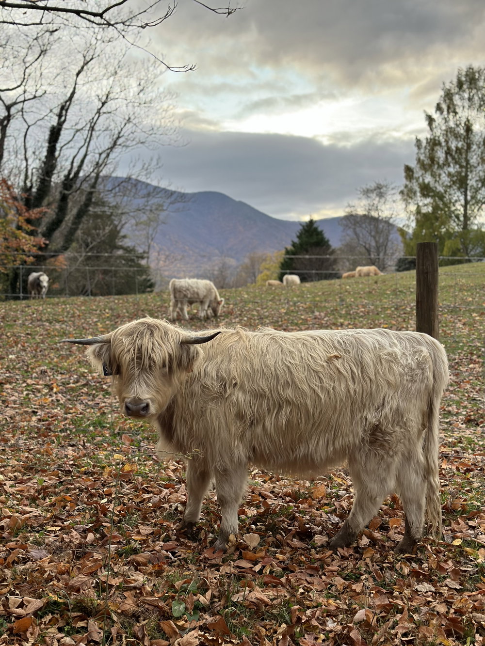 Skye, photo 7