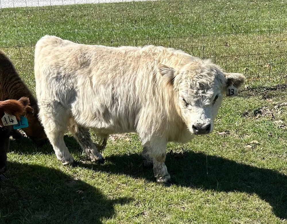 A Peculiar Farm Roly Poly, photo 4