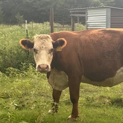 Penny profile picture