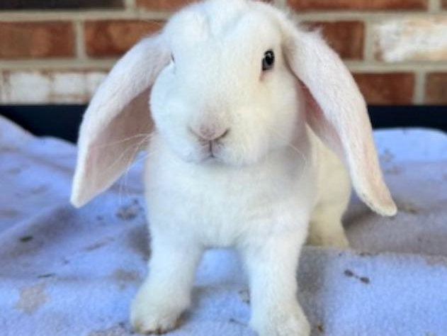 Snow- Blue Eyed White (BEW)