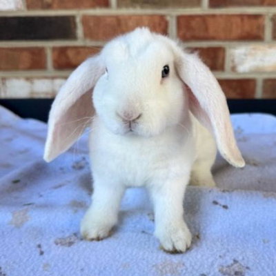 Snow- Blue Eyed White (BEW) profile picture