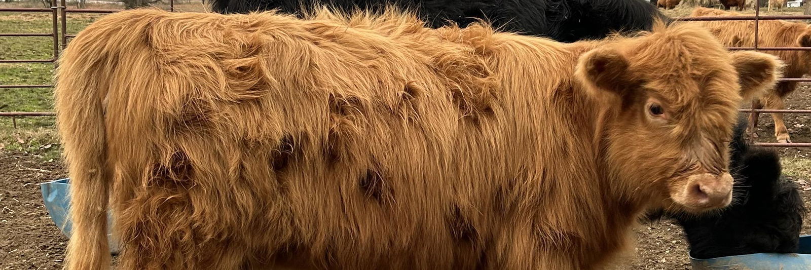 Petunia profile cover image