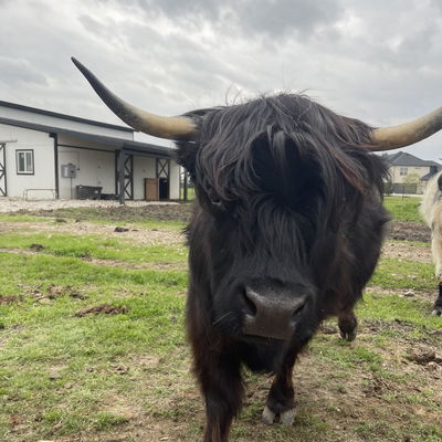 Betty Rupich profile picture