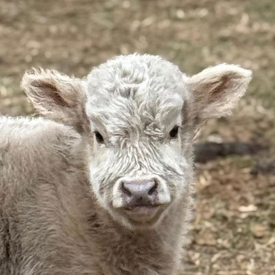 Ciara profile picture