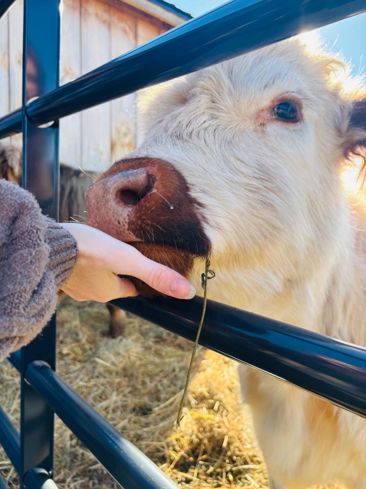 Highland Farm Tour with Brand Hollow Farm LLC