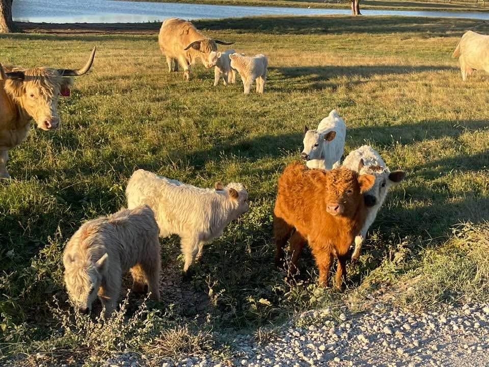 Premium Cattle/Calf Boarding, photo 2
