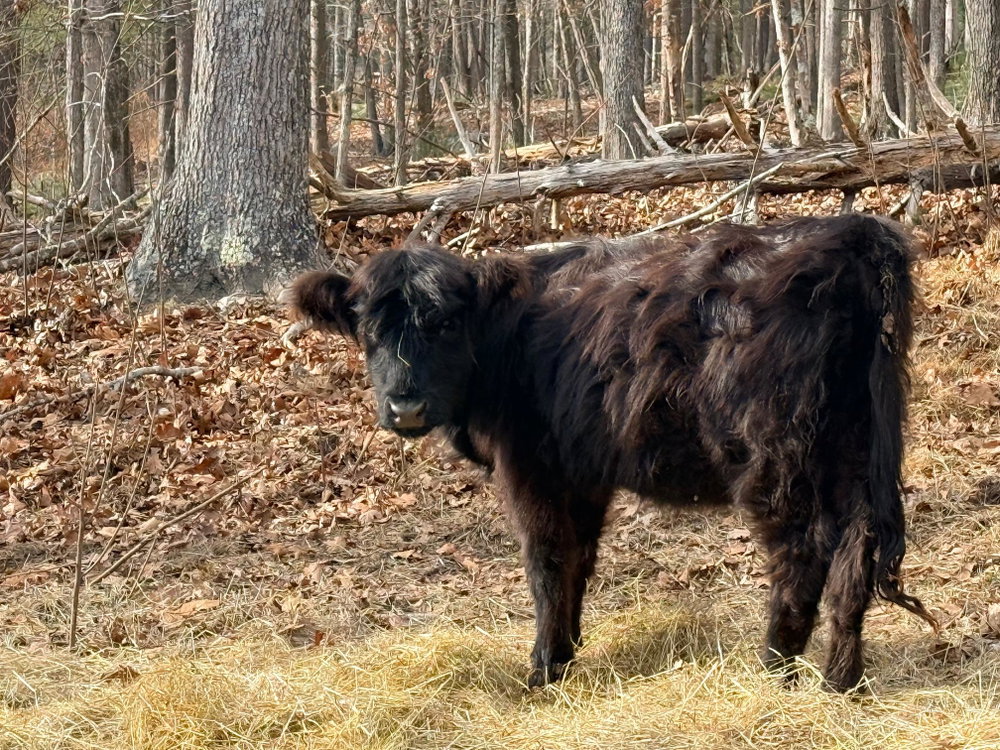 Joleen, photo 2