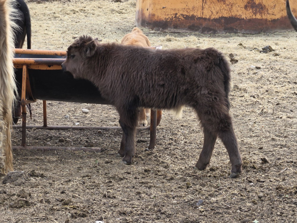 Longmire, photo 2
