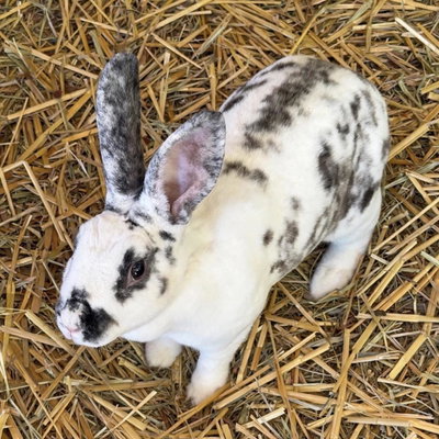 RHF'S Trixie profile picture
