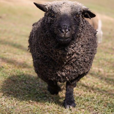 Cyrus profile picture