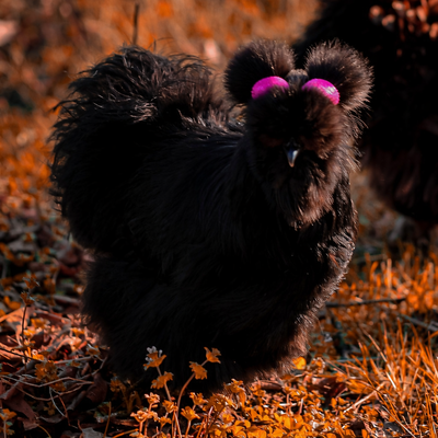 Keesha profile picture