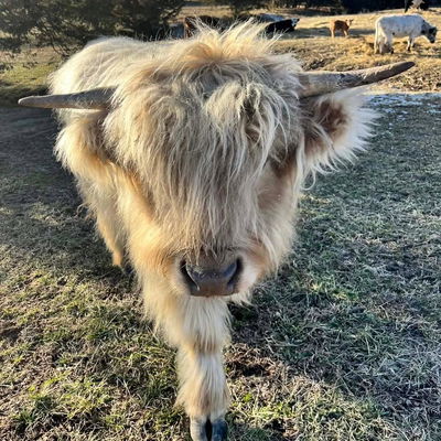 Charlie Daniels profile picture