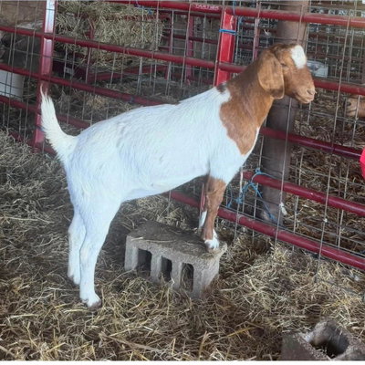 Preggo profile picture