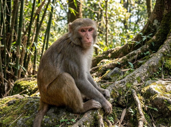 rhesus macaque
