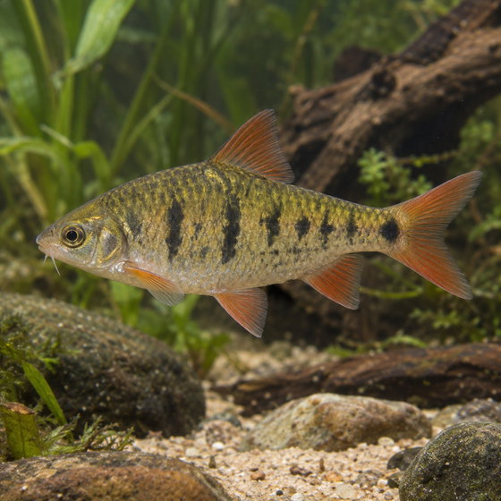 Chinese barb